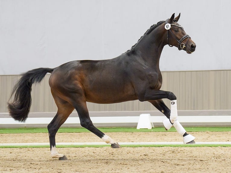 KWPN Stallion 2 years Bay-Dark in Münster-Handorf