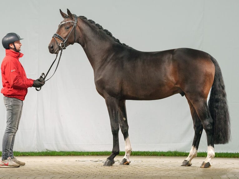 KWPN Stallion 2 years Bay-Dark in Münster-Handorf