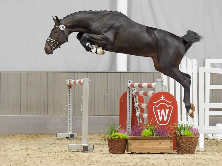 KWPN Stallion 2 years Bay-Dark in Münster-Handorf