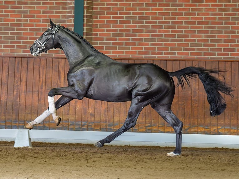 KWPN Stallion 2 years Black in Rostock