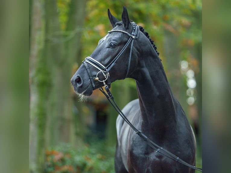 KWPN Stallion 2 years Black in Rostock