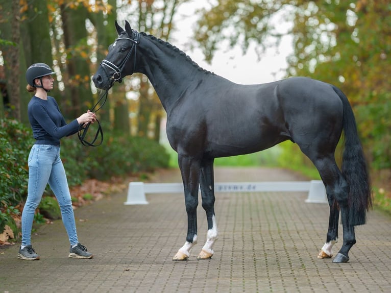 KWPN Stallion 2 years Black in Rostock