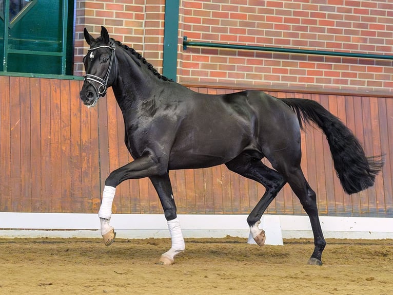 KWPN Stallion 2 years Black in Rostock