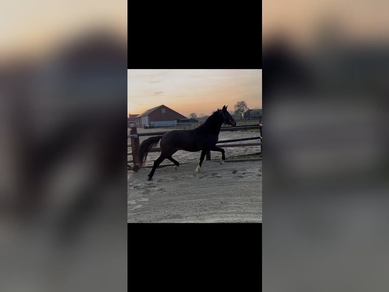 KWPN Stallion 2 years Brown in Beugen