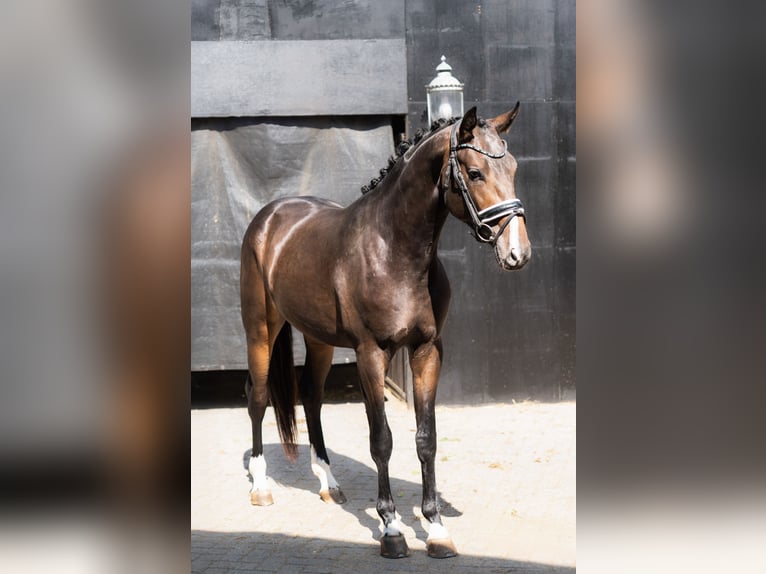 KWPN Stallion 2 years Brown in Oosterhout