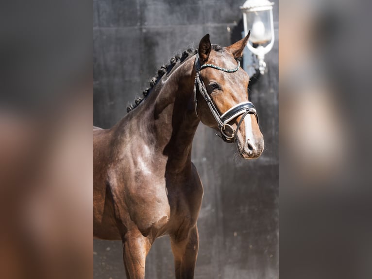 KWPN Stallion 2 years Brown in Oosterhout