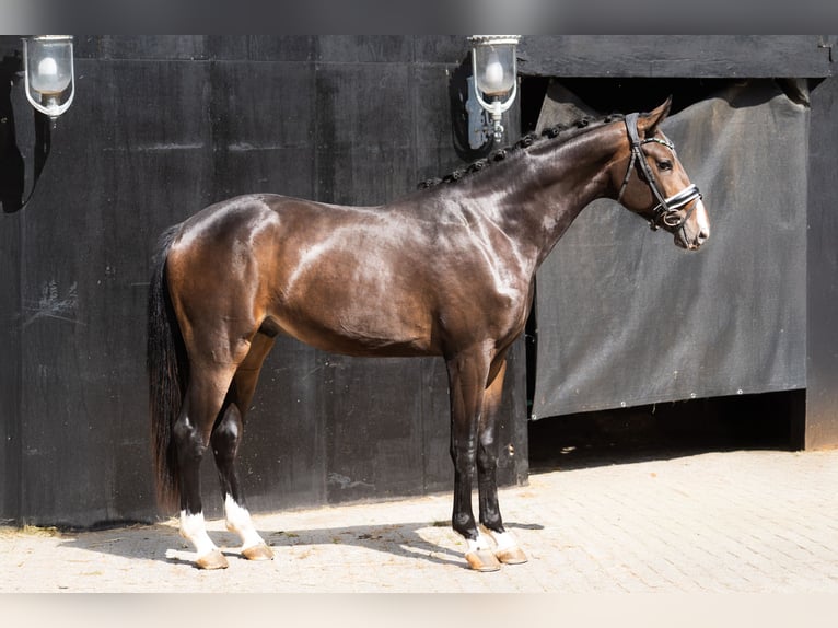 KWPN Stallion 2 years Brown in Oosterhout