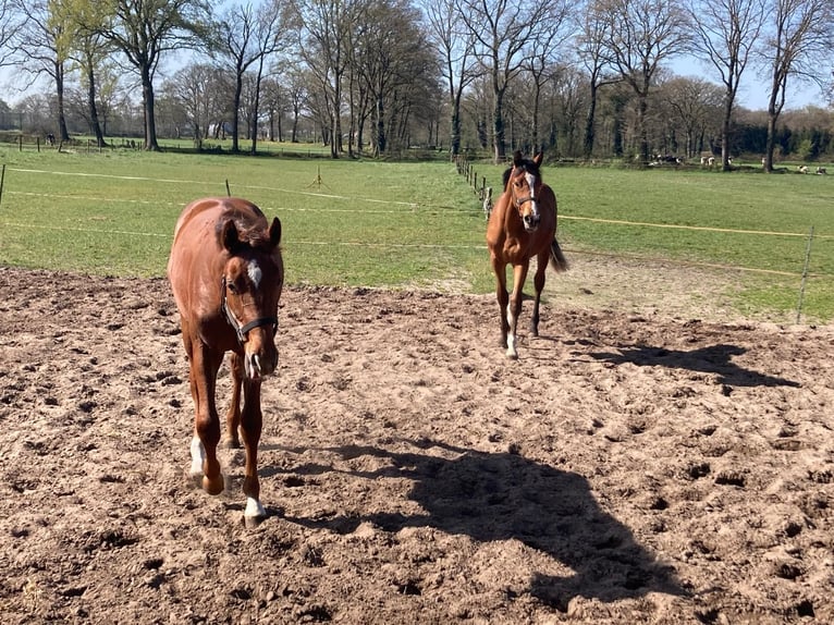 KWPN Stallion 2 years Brown in Geesteren