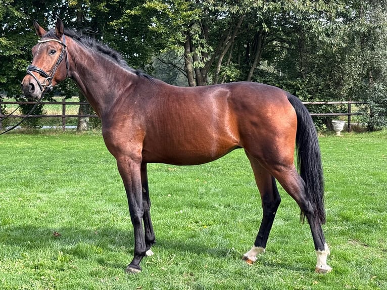 KWPN Stallion 2 years Brown in GROTE-BROGEL