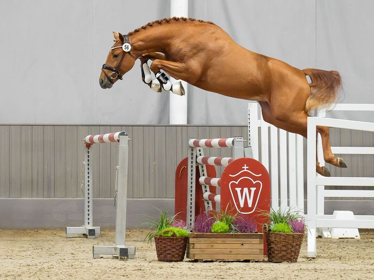 KWPN Stallion 2 years Chestnut-Red in Münster-Handorf