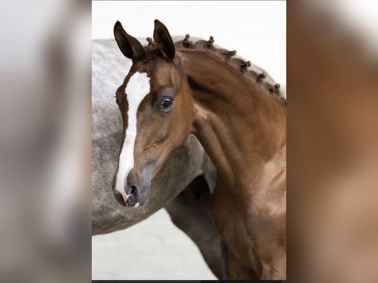 KWPN Stallion 2 years Chestnut in Borken