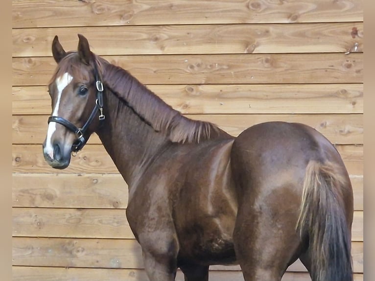 KWPN Stallion 2 years in Den Ham