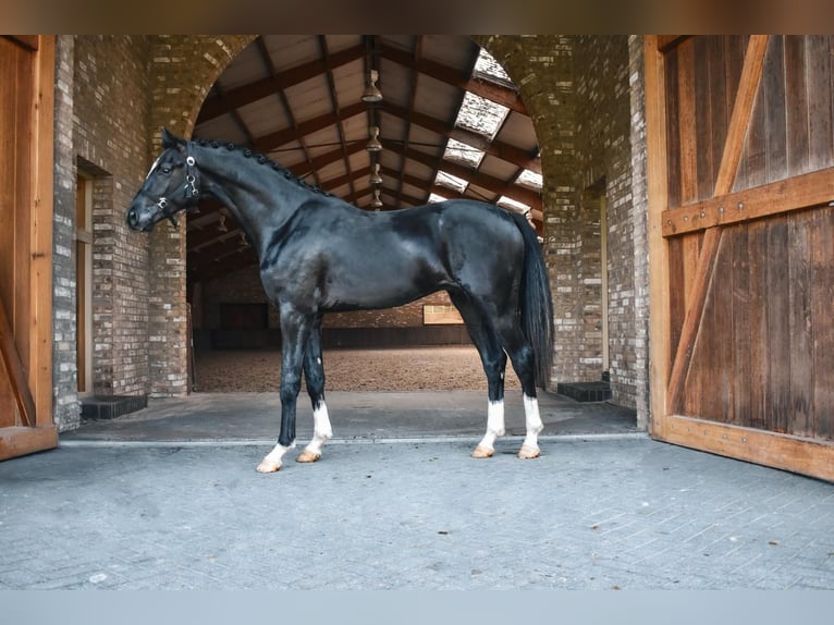 KWPN Stallion 2 years in Hapert