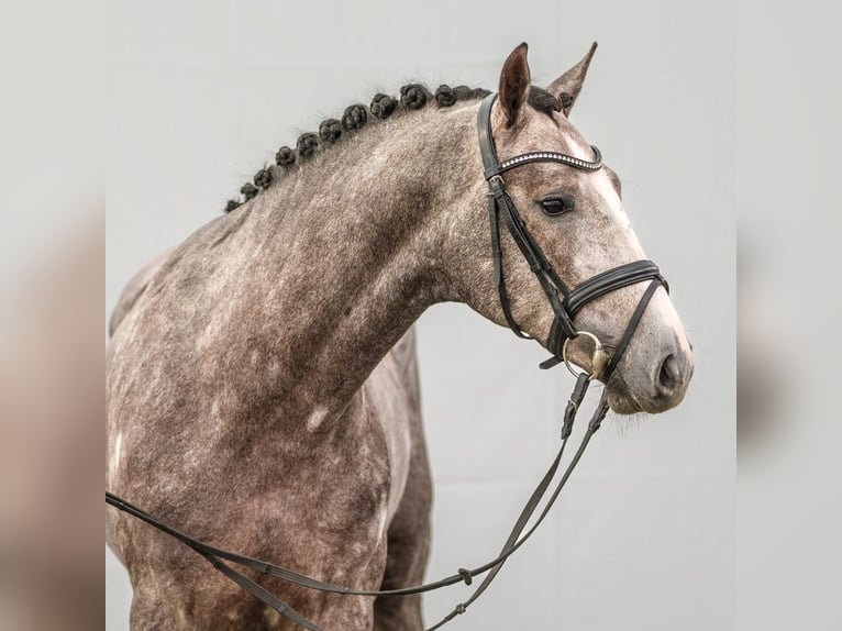 KWPN Stallion 2 years Gray in Münster-Handorf