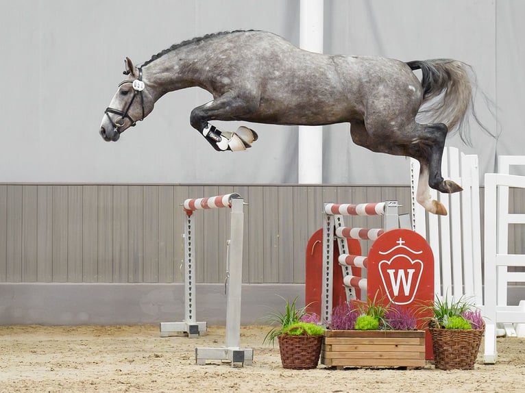 KWPN Stallion 2 years Gray in Münster-Handorf