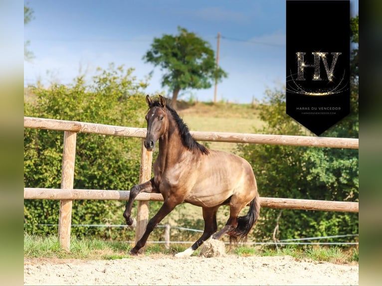 KWPN Stallion 2 years Grullo in Marly-sous-Issy