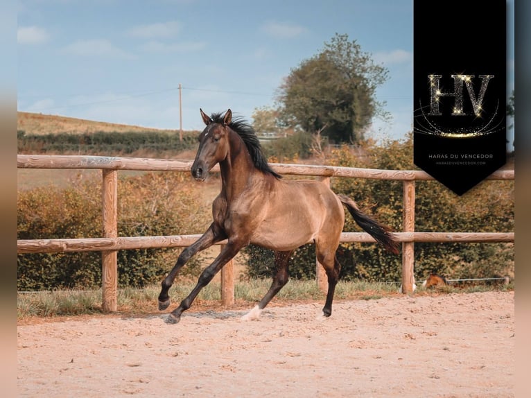 KWPN Stallion 2 years Grullo in Marly-sous-Issy