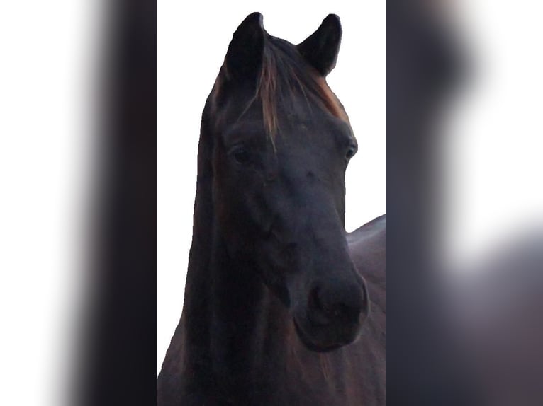 KWPN Stallion 2 years Smoky-Black in Stekene