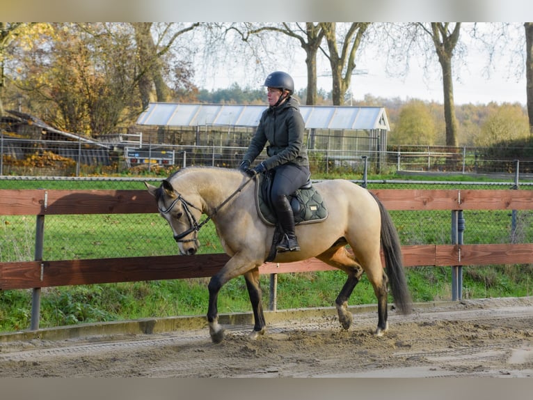 KWPN Mix Stallion 3 years 14,2 hh Buckskin in Oss