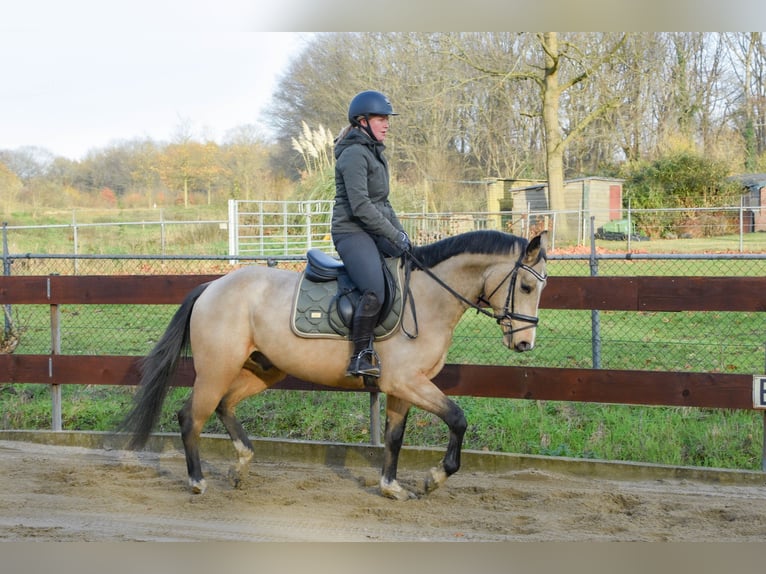 KWPN Mix Stallion 3 years 14,2 hh Buckskin in Oss