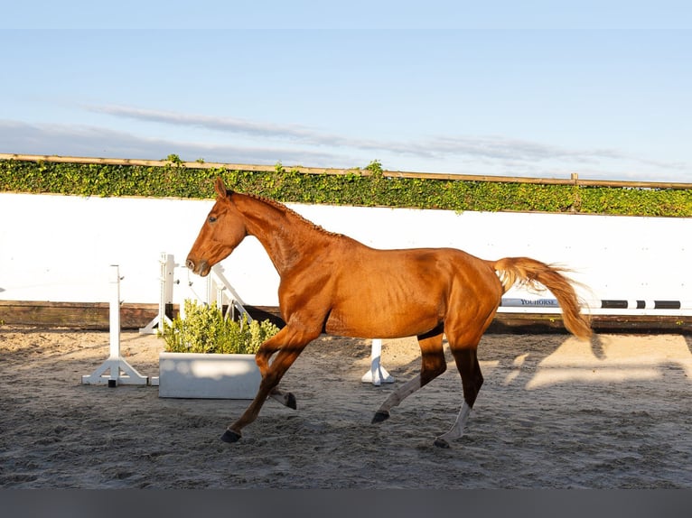 KWPN Stallion 3 years 15.1 hh Chestnut-Red in Waddinxveen
