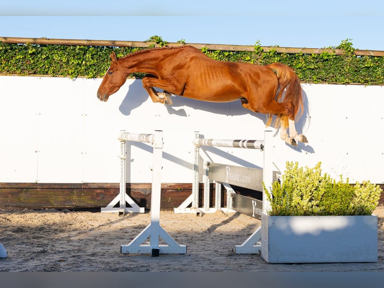 KWPN Stallion 3 years 15.1 hh Chestnut-Red in Waddinxveen