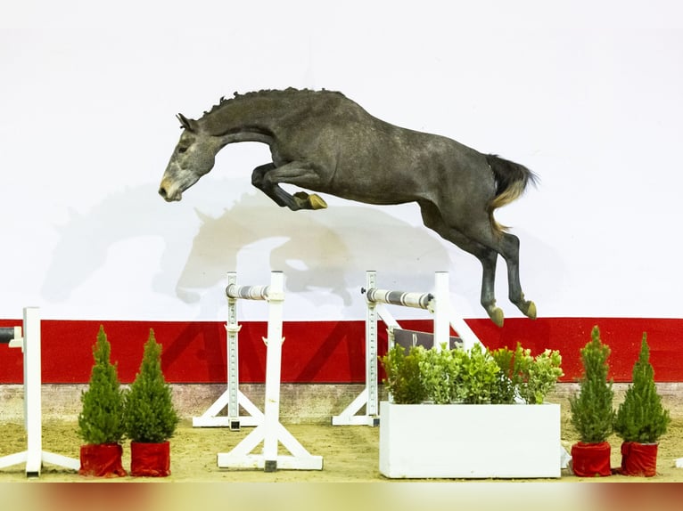 KWPN Stallion 3 years 15,1 hh Gray in Waddinxveen