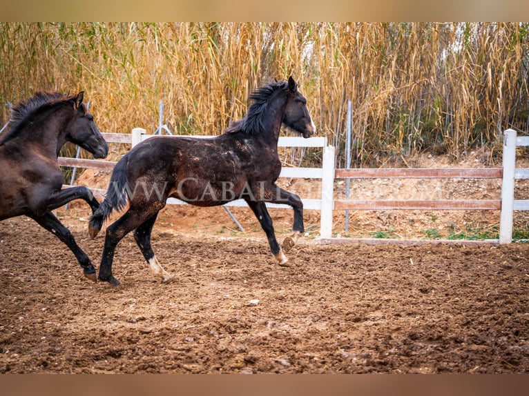KWPN Stallion 3 years 15,2 hh Black in Valencia