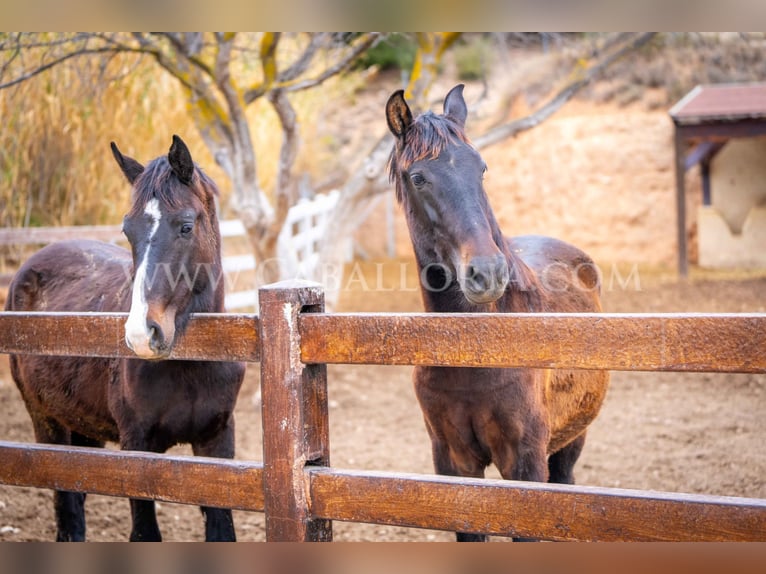 KWPN Stallion 3 years 15,2 hh Black in Valencia