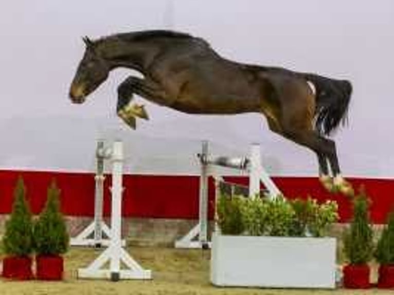 KWPN Stallion 3 years 15,2 hh Brown in Waddinxveen