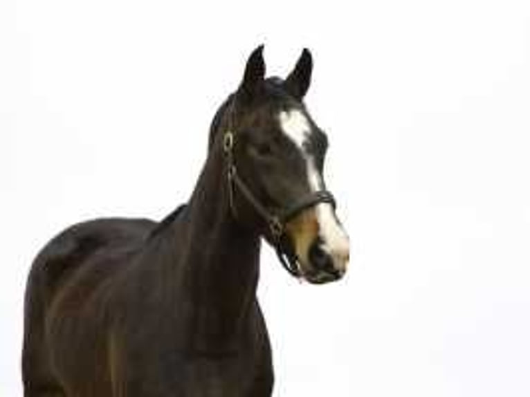 KWPN Stallion 3 years 15,2 hh Brown in Waddinxveen