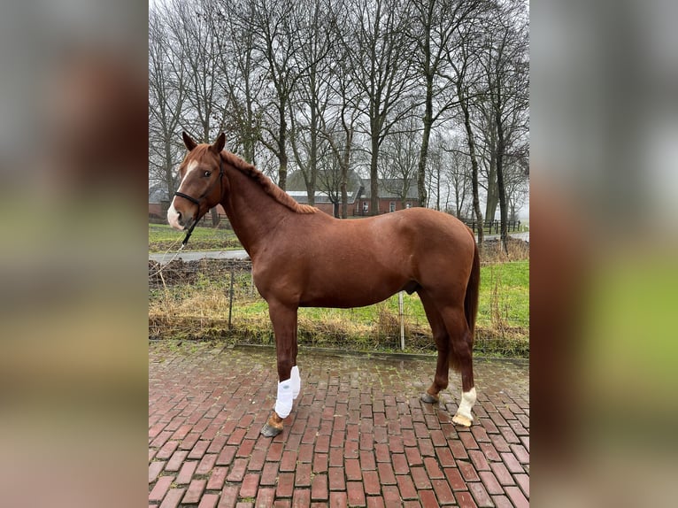 KWPN Stallion 3 years 15.2 hh Chestnut in Bierum