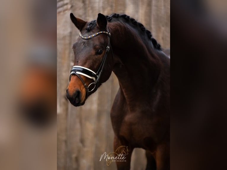 KWPN Stallion 3 years 15,3 hh Brown in Nieuw-Vennep