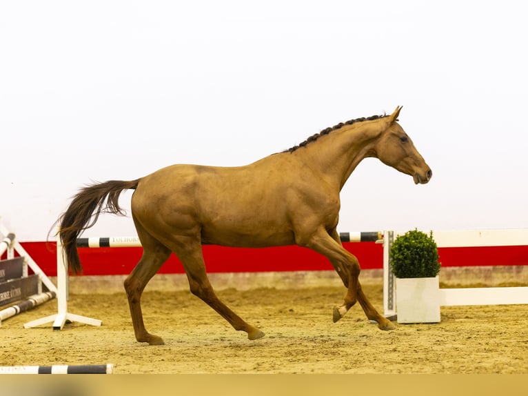 KWPN Stallion 3 years 15,3 hh Chestnut-Red in Waddinxveen