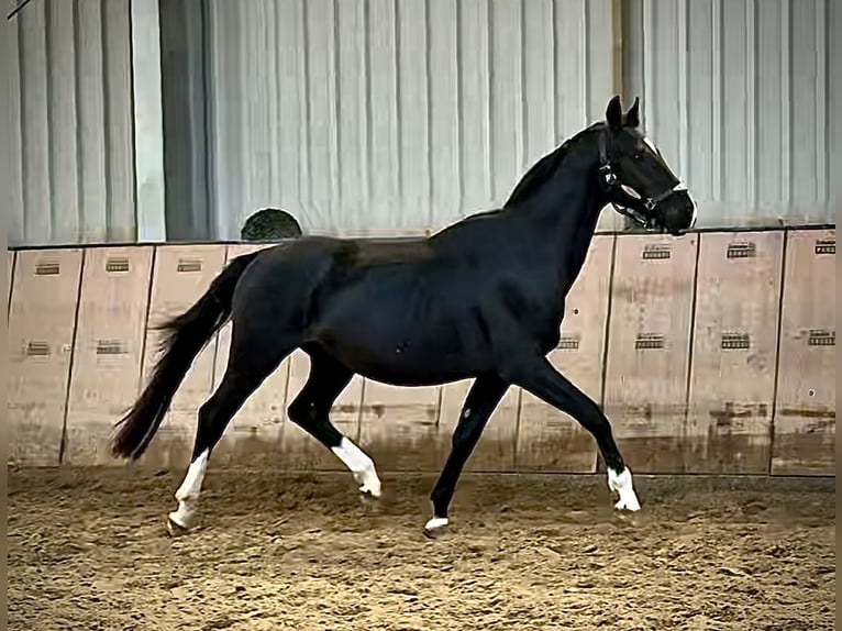KWPN Stallion 3 years 15 hh Black in Neustadt (Wied)