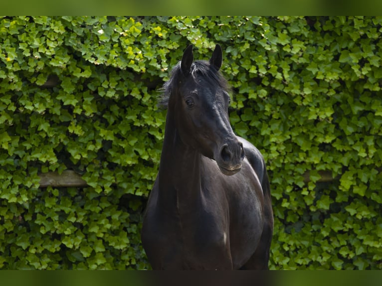 KWPN Stallion 3 years 15,1 hh Smoky-Black in Waddinxveen