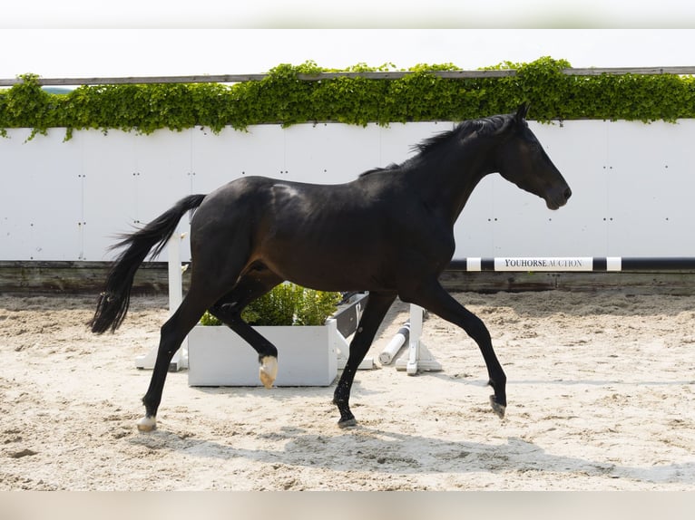 KWPN Stallion 3 years 15,1 hh Smoky-Black in Waddinxveen