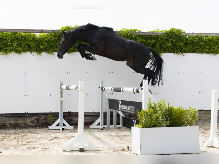 KWPN Stallion 3 years 15,1 hh Smoky-Black in Waddinxveen