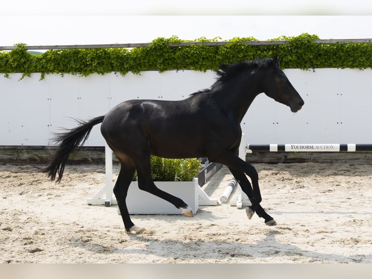 KWPN Stallion 3 years 15,1 hh Smoky-Black in Waddinxveen
