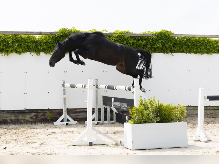 KWPN Stallion 3 years 15,1 hh Smoky-Black in Waddinxveen