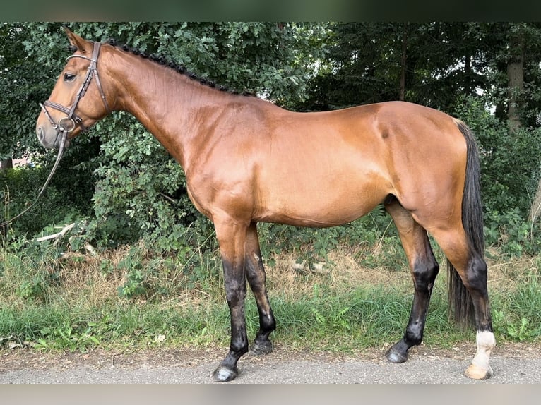 KWPN Stallion 3 years 15,2 hh Brown-Light in Sch&#xFC;ttorf