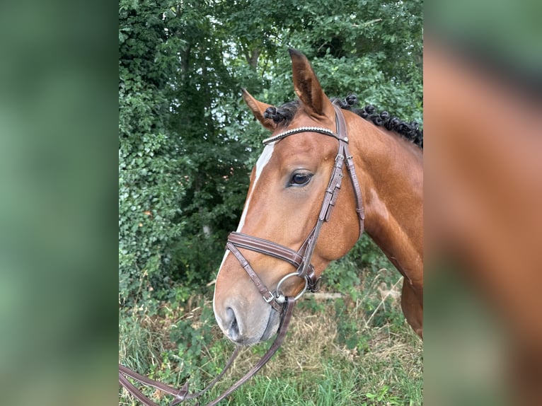 KWPN Stallion 3 years 15,2 hh Brown-Light in Sch&#xFC;ttorf
