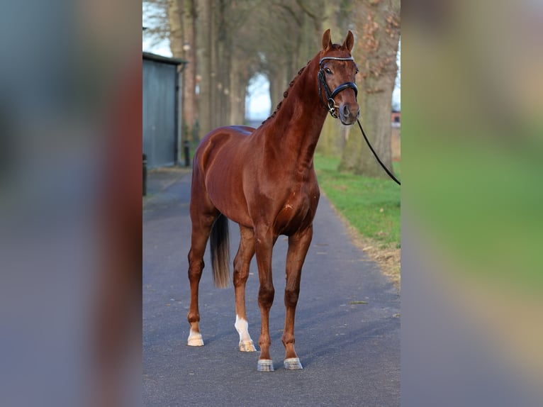 KWPN Stallion 3 years 15,2 hh Chestnut-Red in Grote Brogel