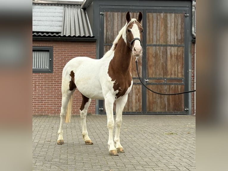 KWPN Stallion 3 years 15,2 hh Pinto in Zieuwent