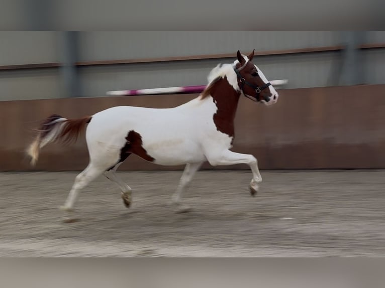 KWPN Stallion 3 years 15,2 hh Pinto in Zieuwent