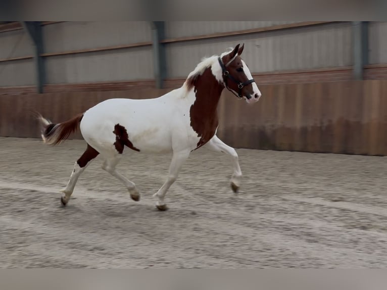 KWPN Stallion 3 years 15,2 hh Pinto in Zieuwent