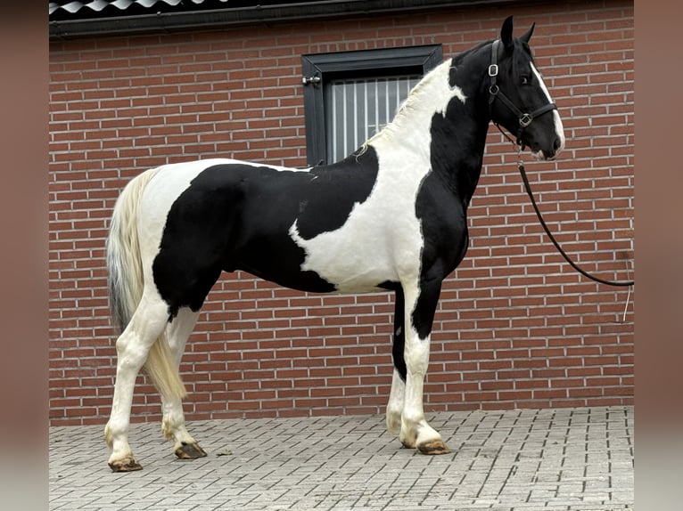 KWPN Stallion 3 years 15,3 hh Pinto in Zieuwent
