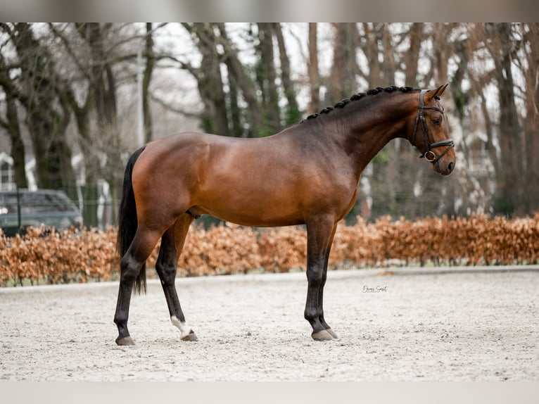 KWPN Stallion 3 years 16,1 hh Bay-Dark in Weert