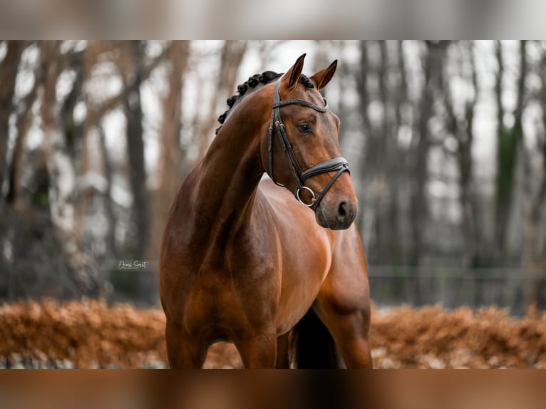 KWPN Stallion 3 years 16,1 hh Bay-Dark in Weert