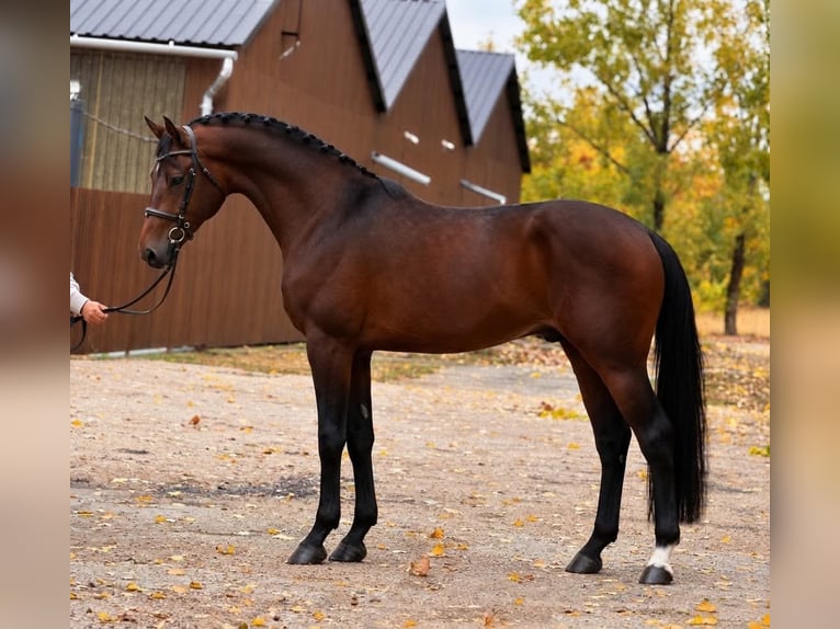 KWPN Stallion 3 years 16.1 hh Bay in Békésszentandrás